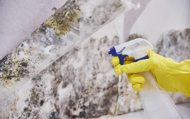 What Are the Most Effective Solutions for Removing Mold from Your Home?